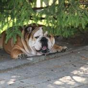 Engelsk bulldog Ludvig