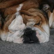 Engelsk bulldog Ludvig