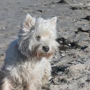 West highland white terrier Carla Nanna Friis