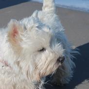 West highland white terrier Carla Nanna Friis