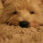 West highland white terrier Carla Nanna Friis