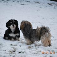 Lhasa apso Gabby