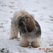 Lhasa apso Gabby