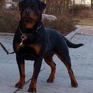 Rottweiler Fury vom hause Desteny (coco)