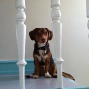 Blanding af racer Sofus