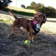 Blanding af racer Sofus