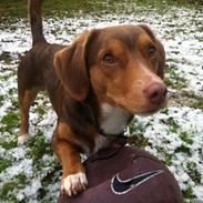 Blanding af racer Sofus