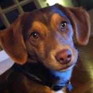 Blanding af racer Sofus