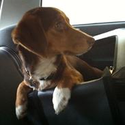 Blanding af racer Sofus