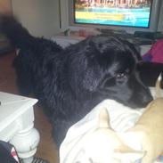 Blanding af racer Chowchow - Basse