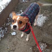 Blanding af racer Zita