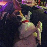 Blanding af racer Zita