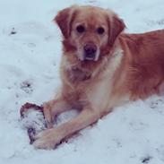 Golden retriever Mille