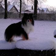 Shetland sheepdog Jenner's Pretty Jetset Boy *Chester*