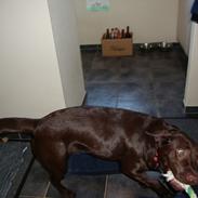 Labrador retriever Mokka! <3