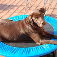 Labrador retriever Mokka! <3