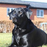 Labrador retriever Homer