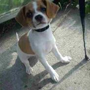 Blanding af racer Zita