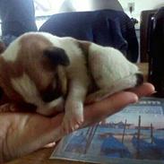 Blanding af racer Zita