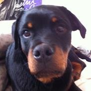 Rottweiler Kenzo