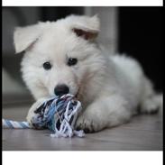 Hvid schæfer Kjærsgaards Chako, kaldenavn Thomas