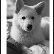 Hvid schæfer Kjærsgaards Chako, kaldenavn Thomas