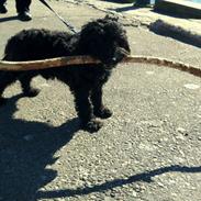 Blanding af racer Changa