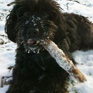 Blanding af racer Changa