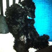 Blanding af racer Changa