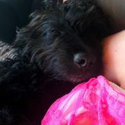 Blanding af racer Changa