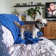 Shih tzu Malou