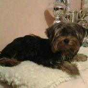 Yorkshire terrier Trunte/Tola<3