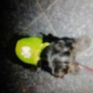 Yorkshire terrier Trunte/Tola<3