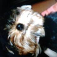 Yorkshire terrier Trunte/Tola<3