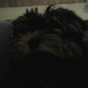 Yorkshire terrier Trunte/Tola<3