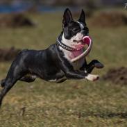 Boston terrier Donna