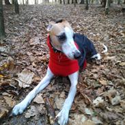Whippet Mille