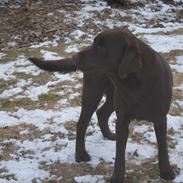 Labrador retriever Fr. Jensen