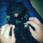 Pomeranian Coco
