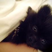 Pomeranian Coco