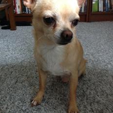 Chihuahua Taco (Lamborghini vom Hochmoor)