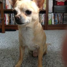 Chihuahua Taco (Lamborghini vom Hochmoor)