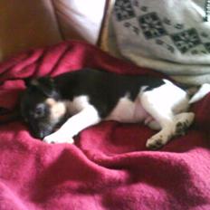 Dansk svensk gaardhund Jørgen