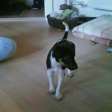 Dansk svensk gaardhund Jørgen