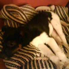 Dansk svensk gaardhund Jørgen