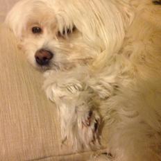 Blanding af racer Charlie