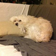 Blanding af racer Charlie