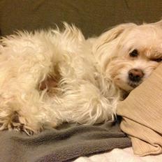 Blanding af racer Charlie