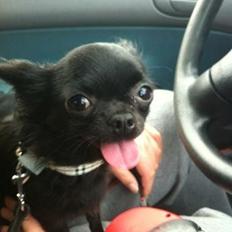 Chihuahua Issa