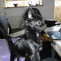 Chihuahua Issa